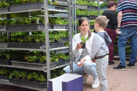 Több mint százezer tő növényt osztanak ki a Virágos Székesfehérvár pályázat keretében